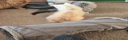 Maine Coon cats for sale: Beautiful Mainecoon kittins to sale - Advert 11