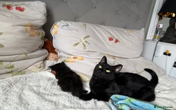 Mixed Breed cats for sale: 2 Adorable Black Girl Kittens Looking for Homes - Image 8