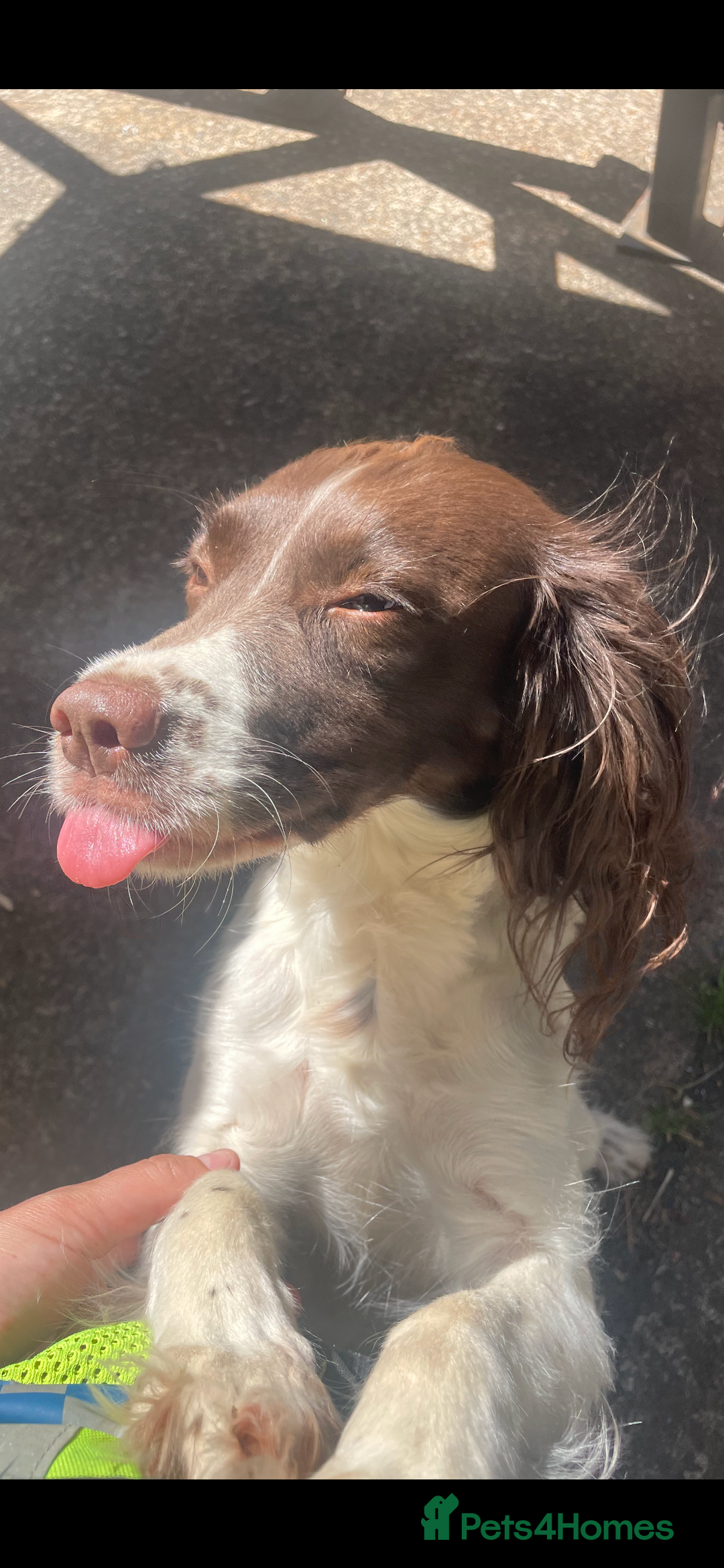 English Springer Spaniel dogs for sale: *Lovely Springer Girl looking for forever home * - Advert 2