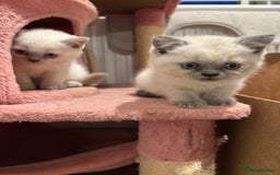 British Shorthair cats for sale: British short hairs  - Image 19