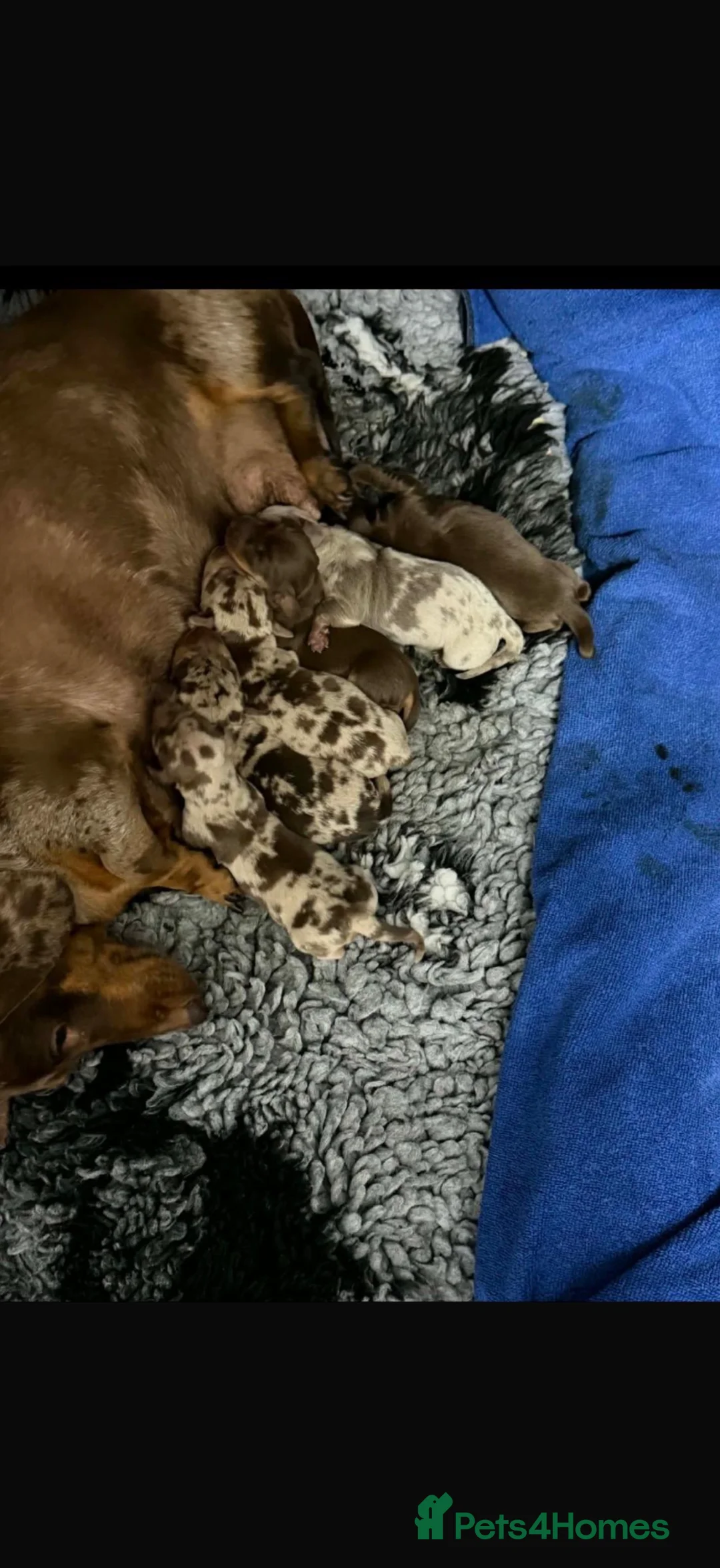 Miniature Dachshund dogs for sale: ⭐️Beautiful Miniature Dachshunds🐾🐾 - Advert 7