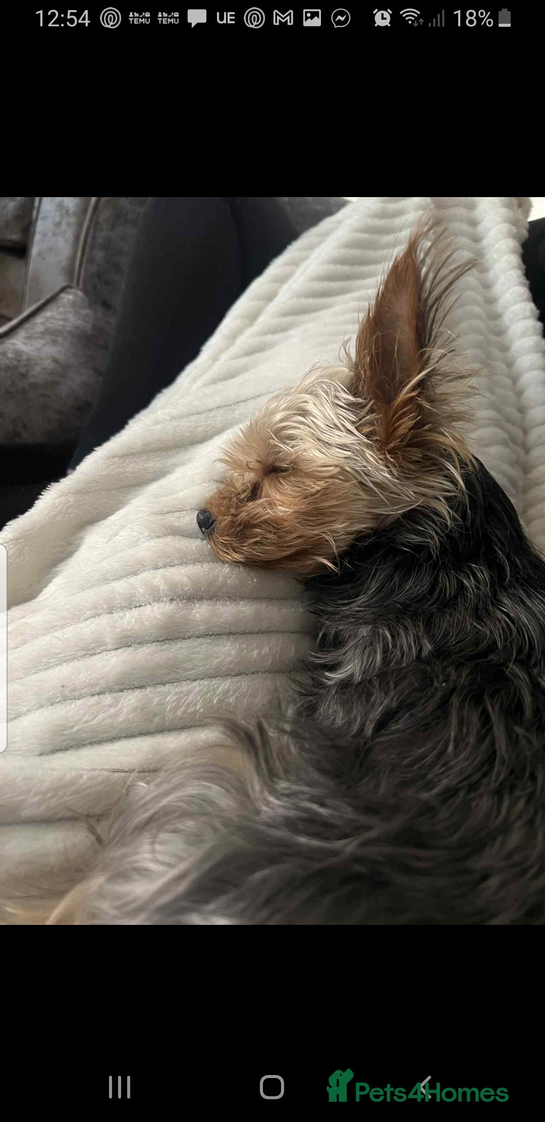 Yorkshire Terrier dogs for stud: Long haired mini Yorkshire terrier  - Image 7