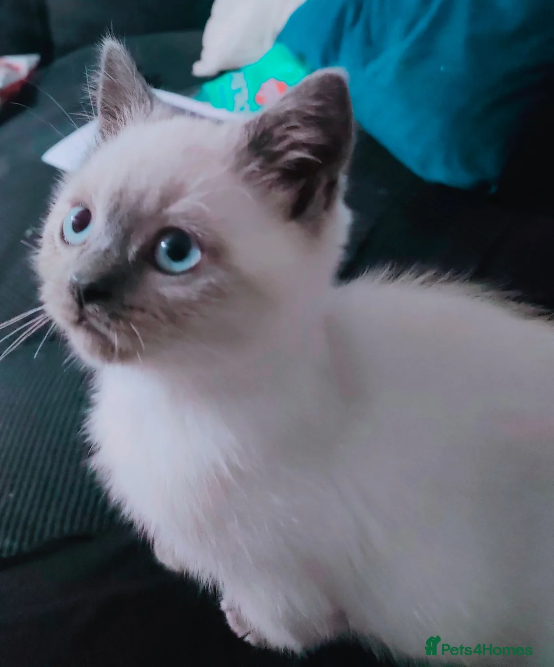 British Shorthair cats for sale: Beautiful British Shorthair kittens - Advert 2