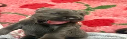 Cane Corso dogs for sale: Stunning Cane Corso Puppies  in Nottingham - Advert 11