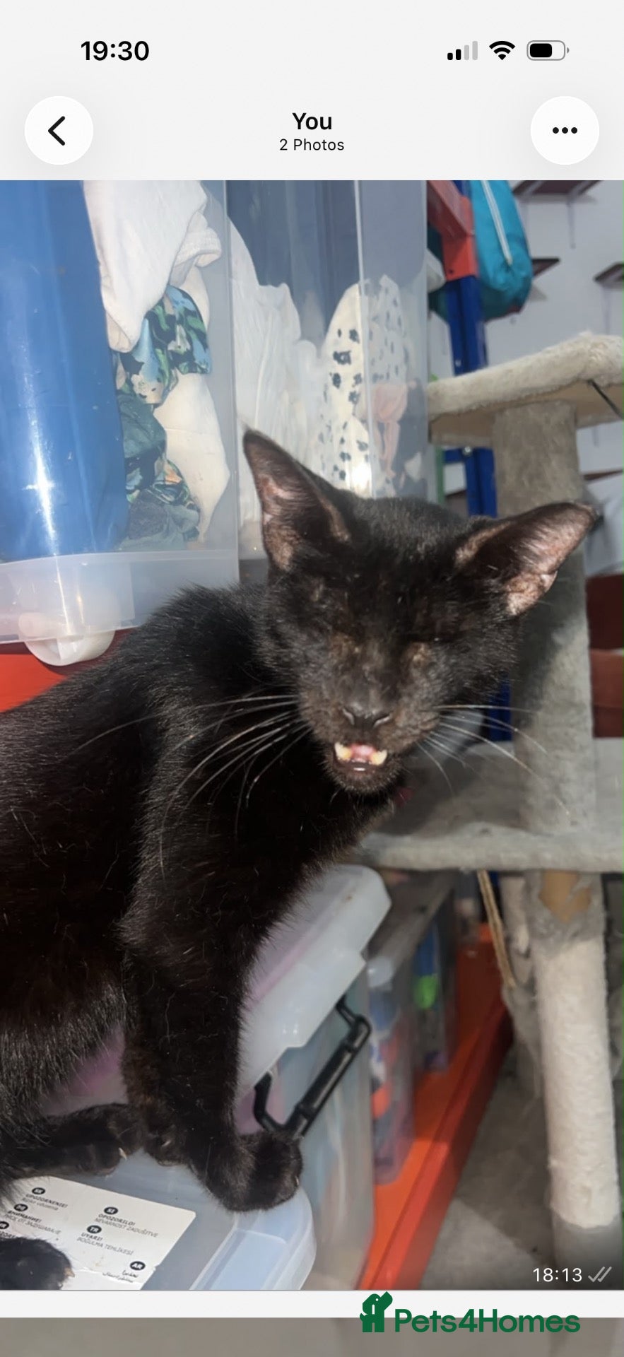 Mixed Breed cats for sale: Handsome Manny  - Advert 13