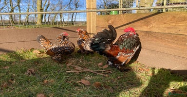 Chickens poultry in Ashbourne - Advert 3