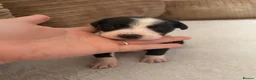 Mixed Breed dogs for sale: 🐾✨ TWO Border Collie x Blue Heeler Pups left ✨🐾 - Advert 8