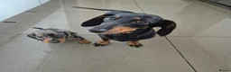Miniature Dachshund dogs for sale: Dachshund pups - ready next week - Advert 2