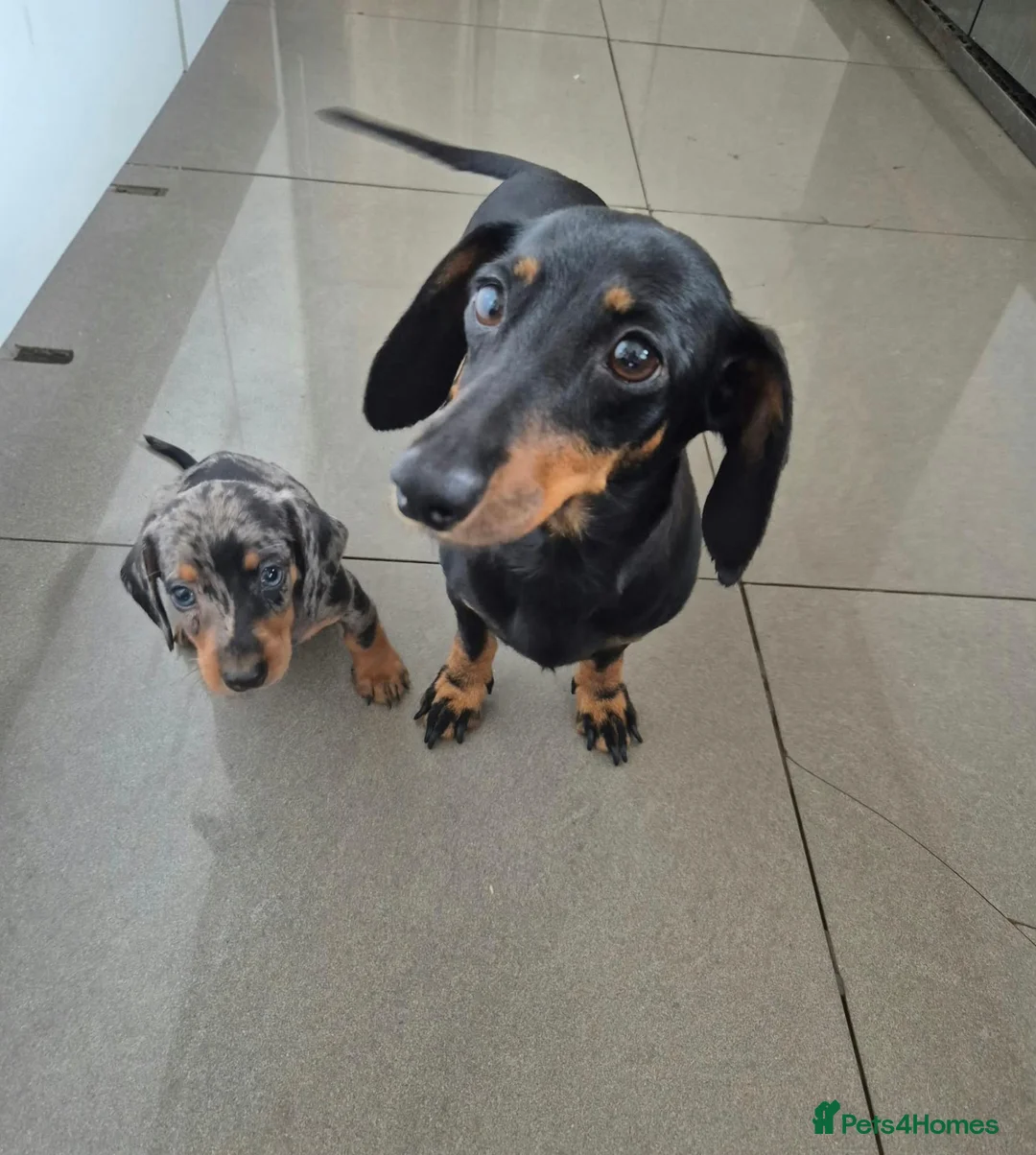 Miniature Dachshund dogs for sale: Dachshund pups - ready next week - Advert 2