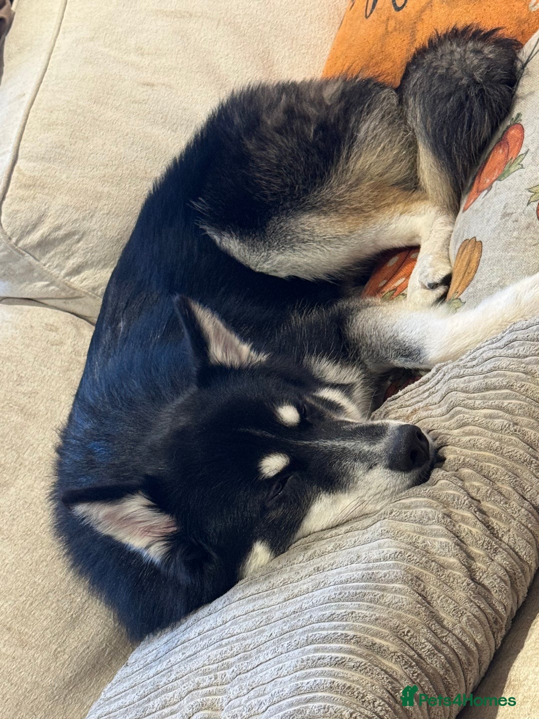 Mixed Breed dogs for sale: Meet Sparks - Image 22