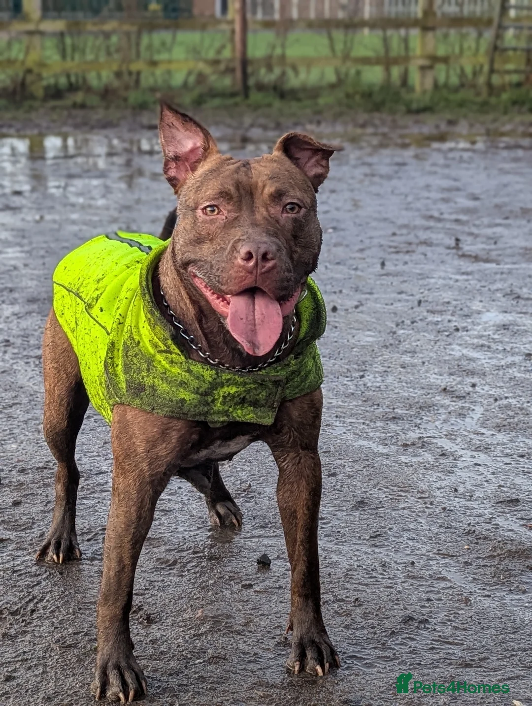 Mixed Breed dogs for sale: Pit bull cross  - Advert 1