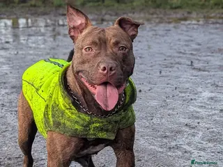 Mixed Breed dogs Pit bull cross - Advert 3