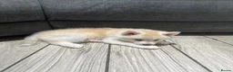 Pomsky dogs for sale: Last gorgeous boy left f3 pomsky - Advert 14