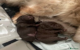 Chow Chow dogs for sale: Chocolate boy chow chow  - Image 8