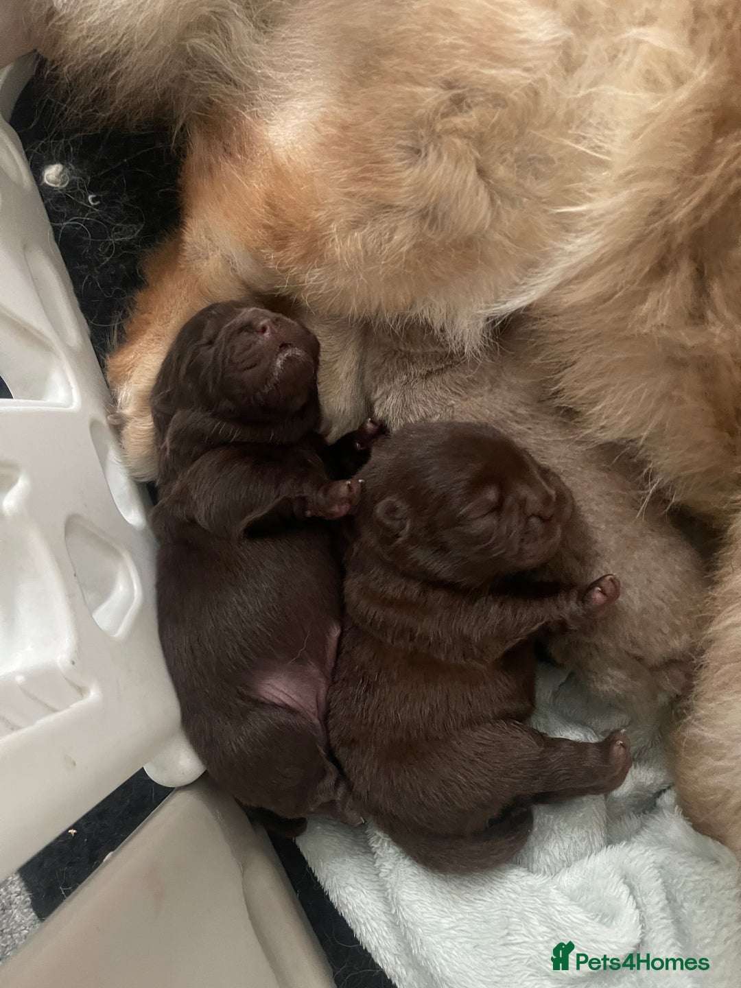 Chow Chow dogs for sale: Chocolate boy chow chow  - Image 8