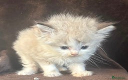 Ragdoll cats for sale: Beautiful ragdoll kittens  - Image 9