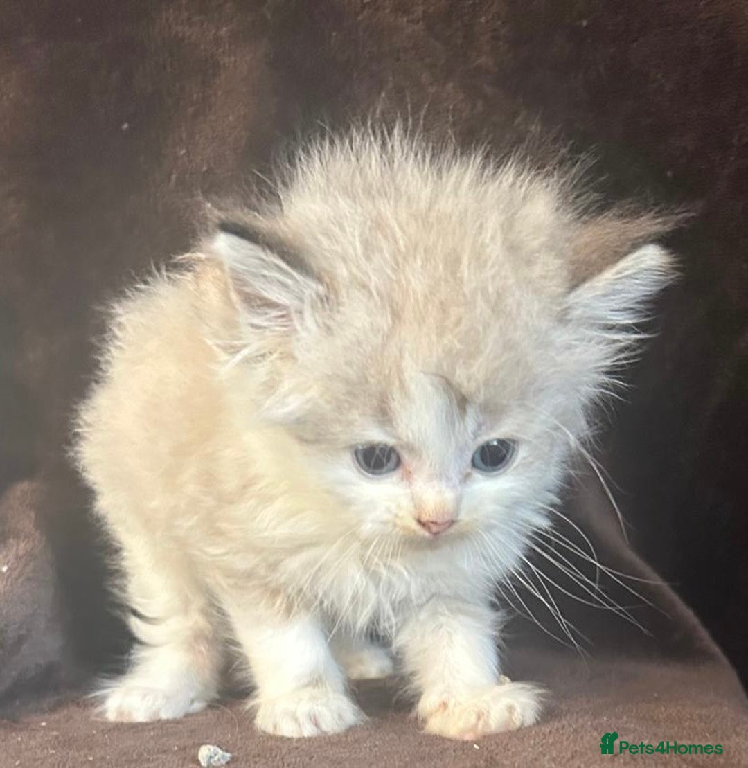 Ragdoll cats for sale: Beautiful ragdoll kittens  - Image 9