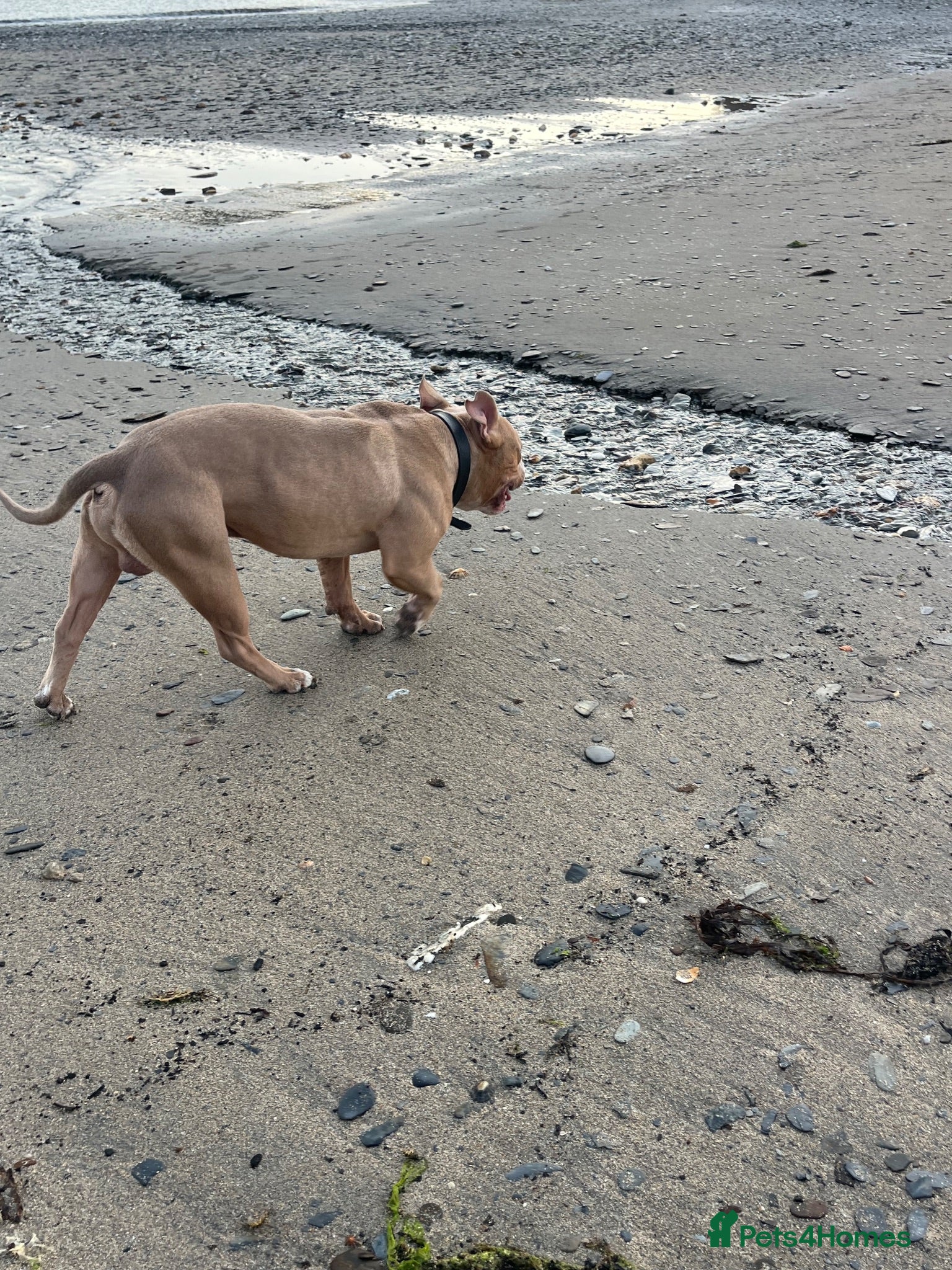 American Bulldog dogs 3 year old pocket bully - Advert 1