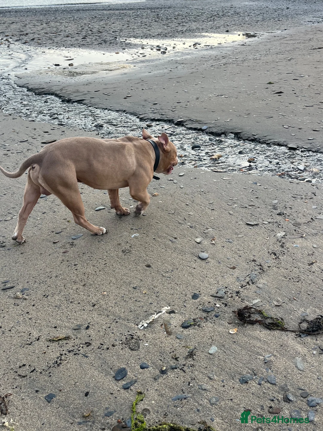 American Bulldog dogs for sale: 3 year old pocket bully - Advert 1