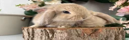 Mini Lop rabbits for sale: New born mini lop rabbits - Advert 5