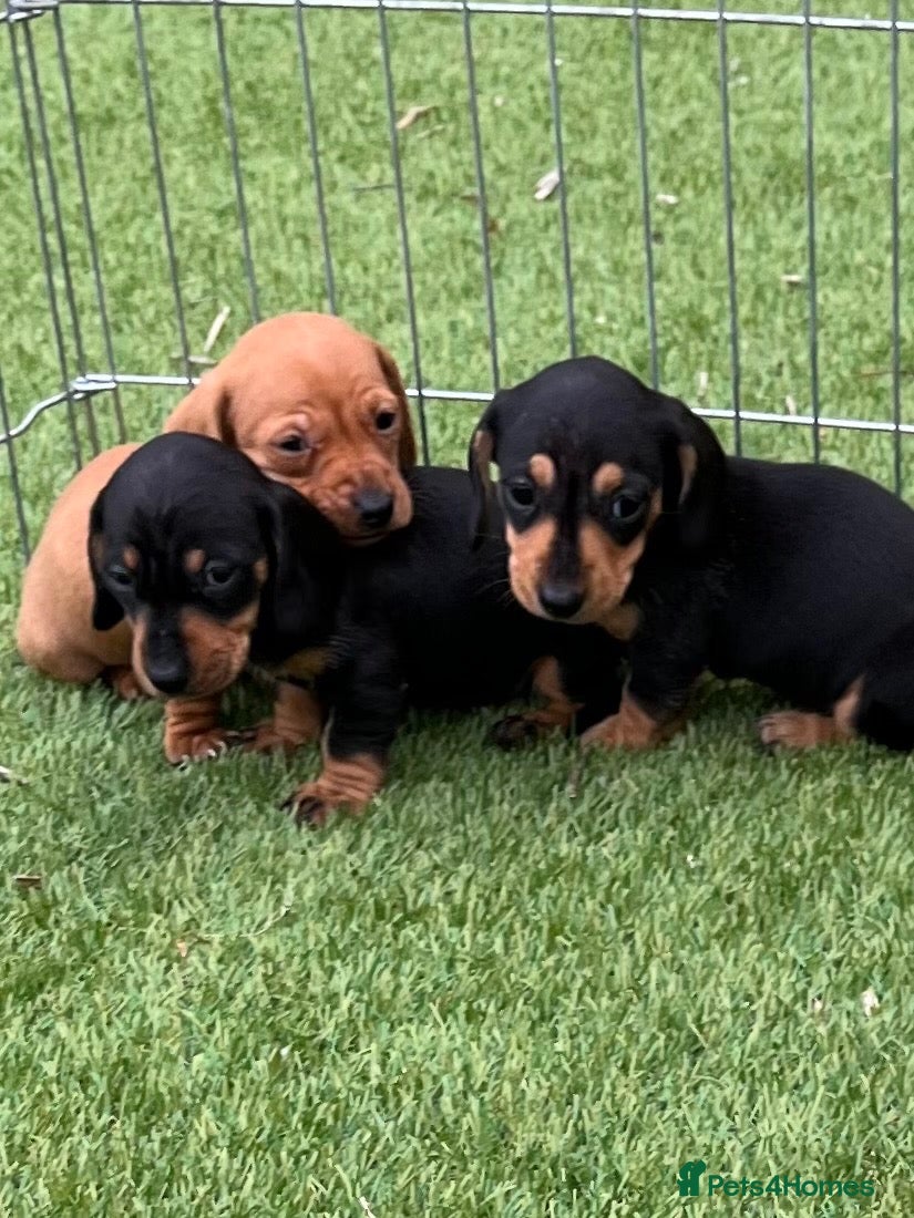 Miniature Dachshund dogs 4 Beautiful Mini Dachshund Puppies. - Advert 21