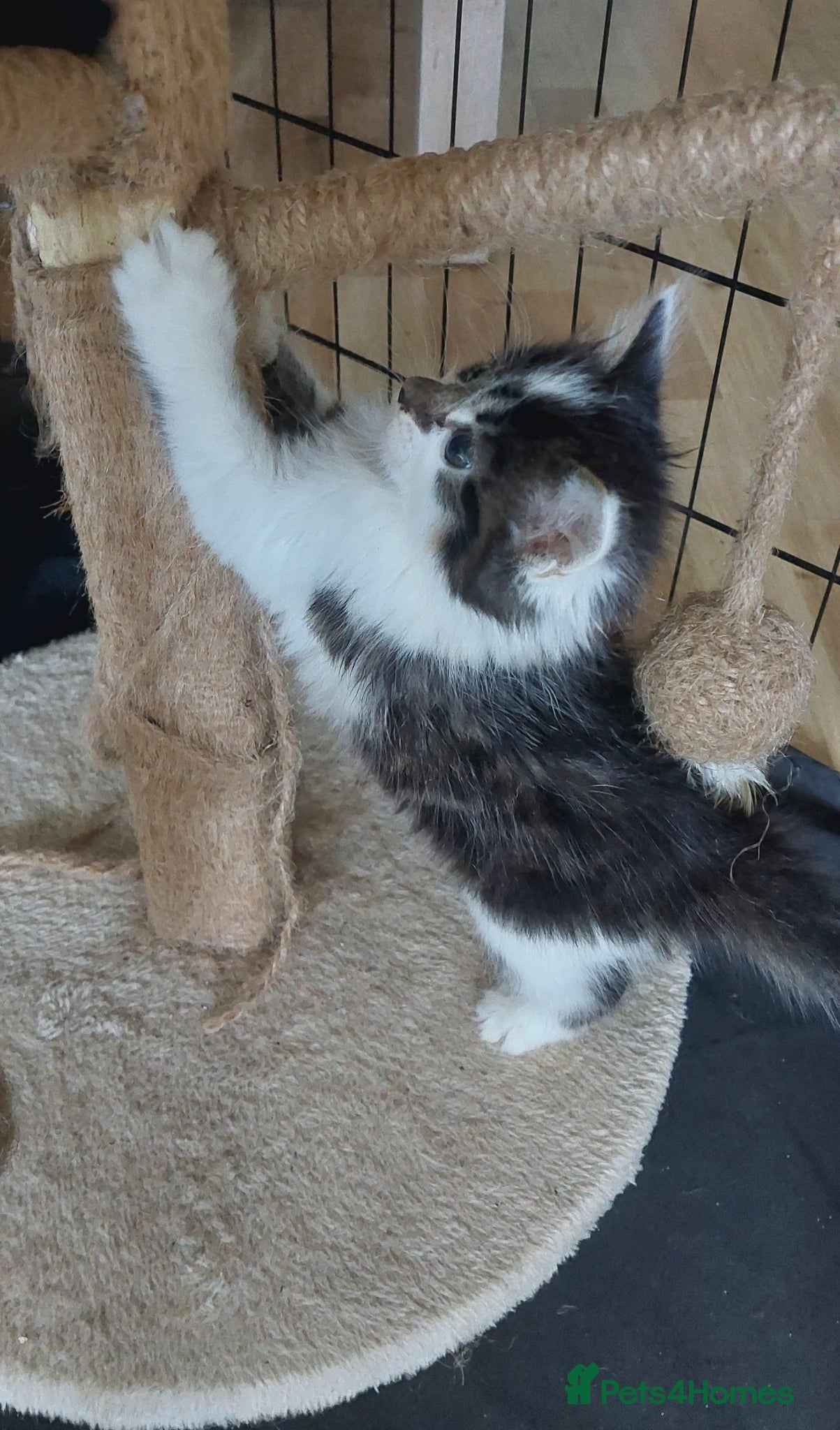 Mixed Breed cats 2 fluffy kittens (ready to go now) - Advert 6