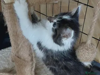 Mixed Breed cats 2 fluffy kittens (ready to go now) - Advert 6