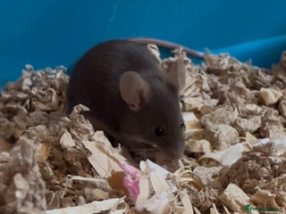 Mouse rodents for sale - Advert 1
