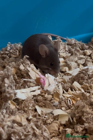 Mouse rodents - Advert 2