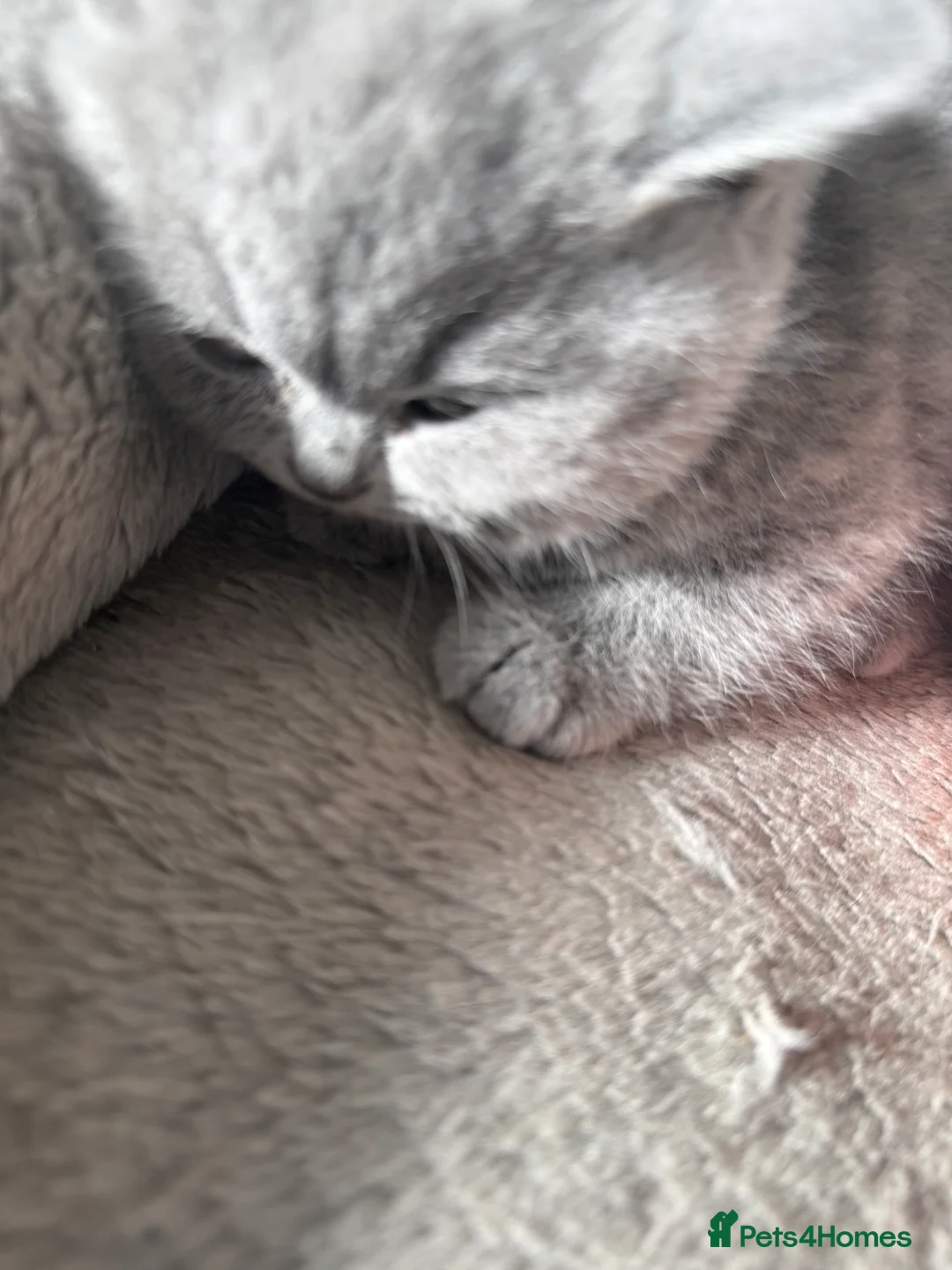 British Shorthair cats for sale: 2 British shorhair girls available  - Advert 18