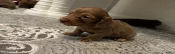 Miniature Dachshund dogs for sale: 3 Long hair mini dachshund puppies - Advert 21