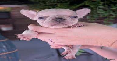 French Bulldog dogs - Advert 11