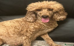 Cavapoo dogs for sale: ❤️ Deep Red Cavapoo Puppies ❤️ - Image 22