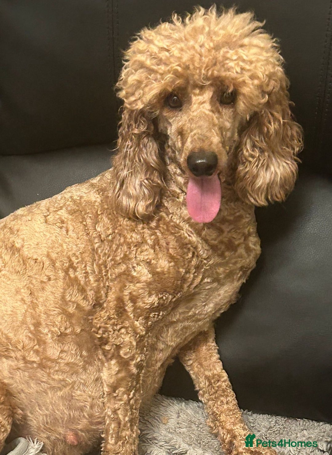 Cavapoo dogs for sale: ❤️ Deep Red Cavapoo Puppies ❤️ - Image 22