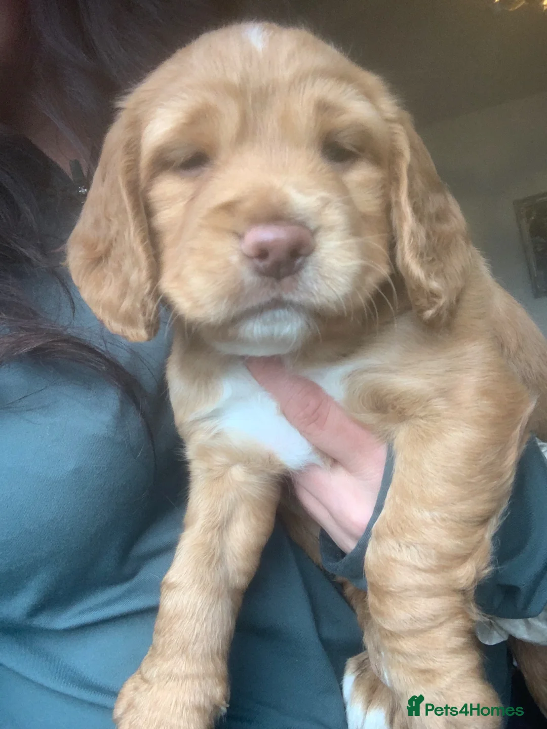 Sprocker dogs for sale: Sprocker spaniel puppies (springer x cocker ) in Brierley Hill - Advert 1