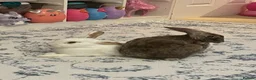Rex rabbits for sale: Hazel and Snowy in Horsham - Advert 2