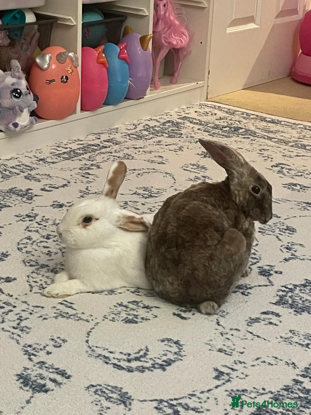 Rex rabbits for sale: Hazel and Snowy in Horsham - Advert 2