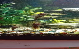 Plecos fish for sale: Bristle nose plecs  - Image 2