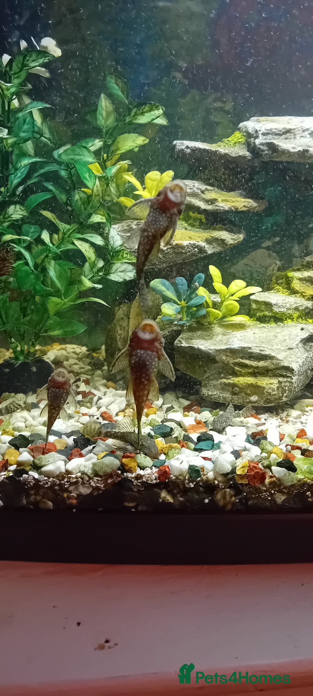Plecos fish for sale: Bristle nose plecs  - Image 2