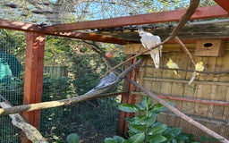 Parakeets birds for sale: Pair of Cockatiels for sale and bourke Hen - Image 1