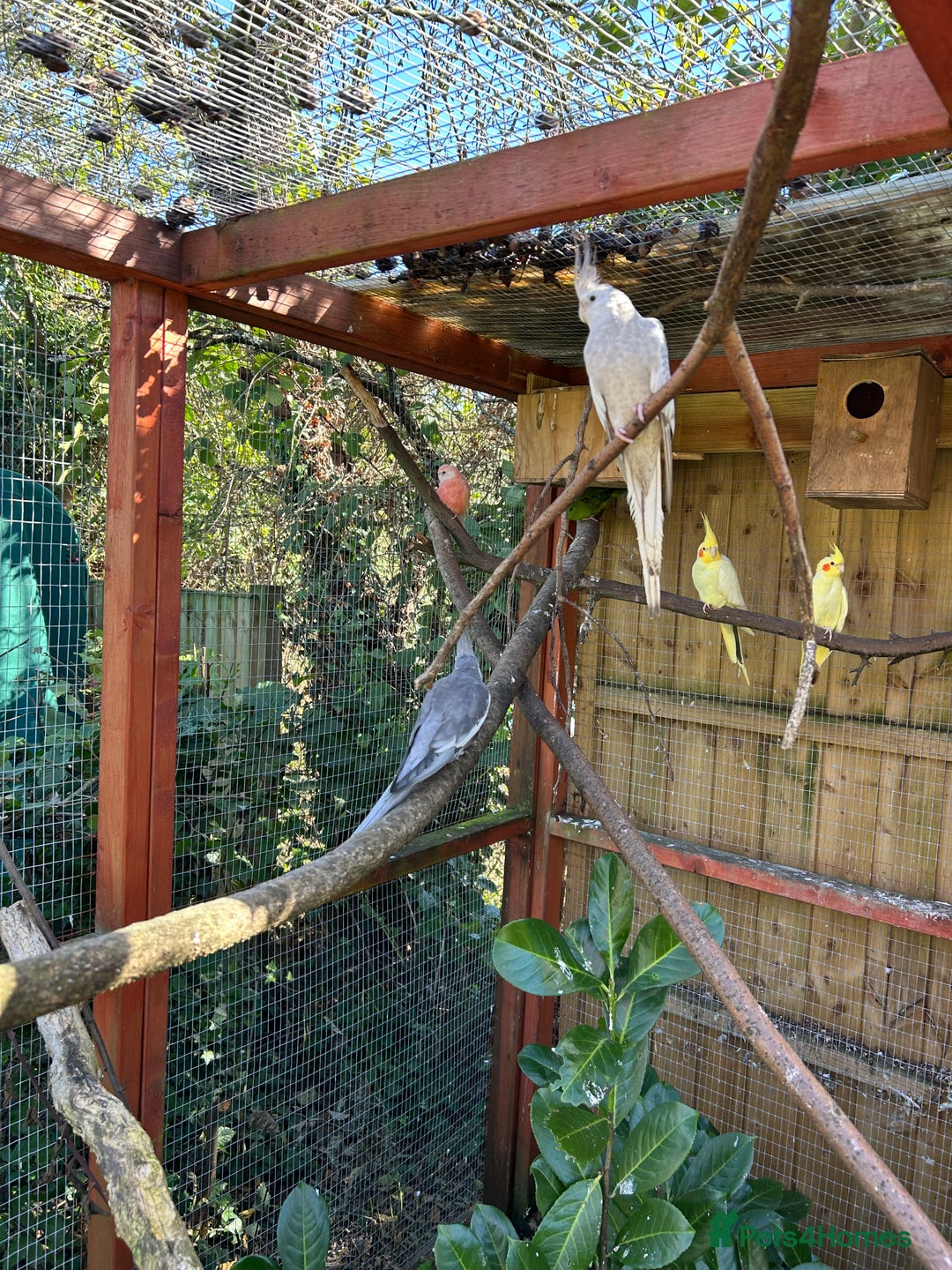 Parakeets birds for sale: Pair of Cockatiels for sale and bourke Hen - Image 1