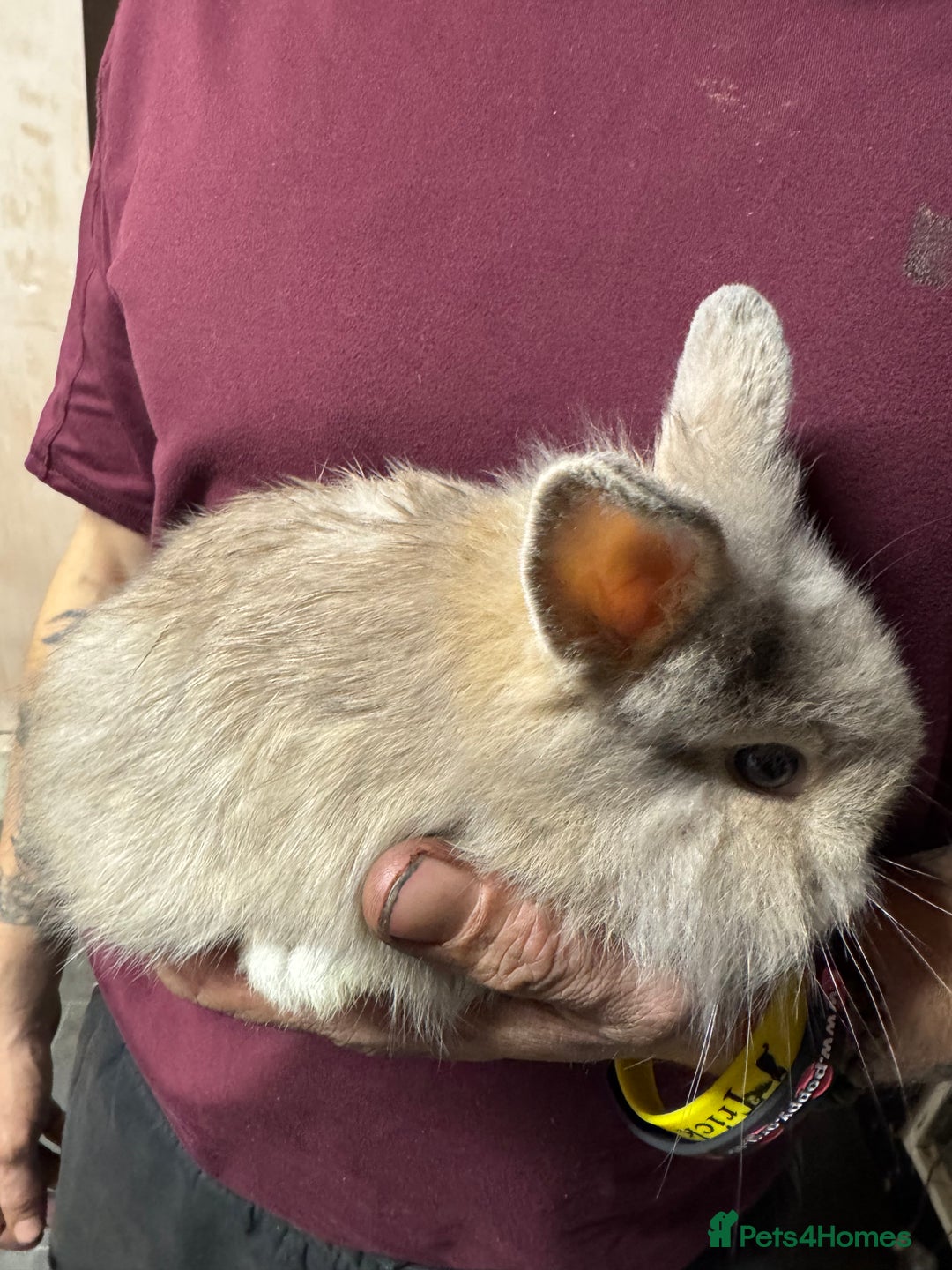 Lionhead rabbits for sale: 2 baby lionhead rabbits looking for a new home  - Image 4