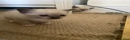 Tonkinese cats for sale: Tonkinese x Raagdoll -Tonkdoll - Advert 7