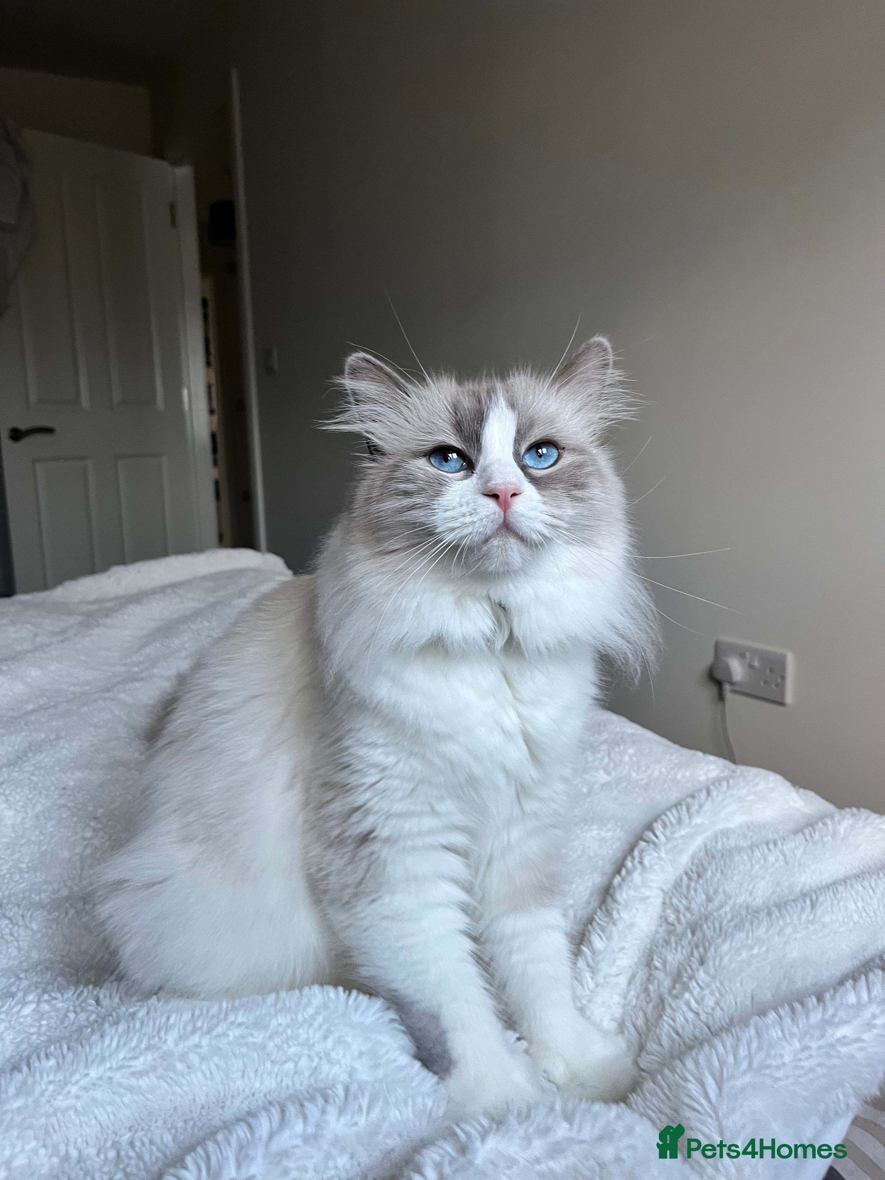 Mixed Breed cats Ragdoll x Mainecoon  - Advert 1