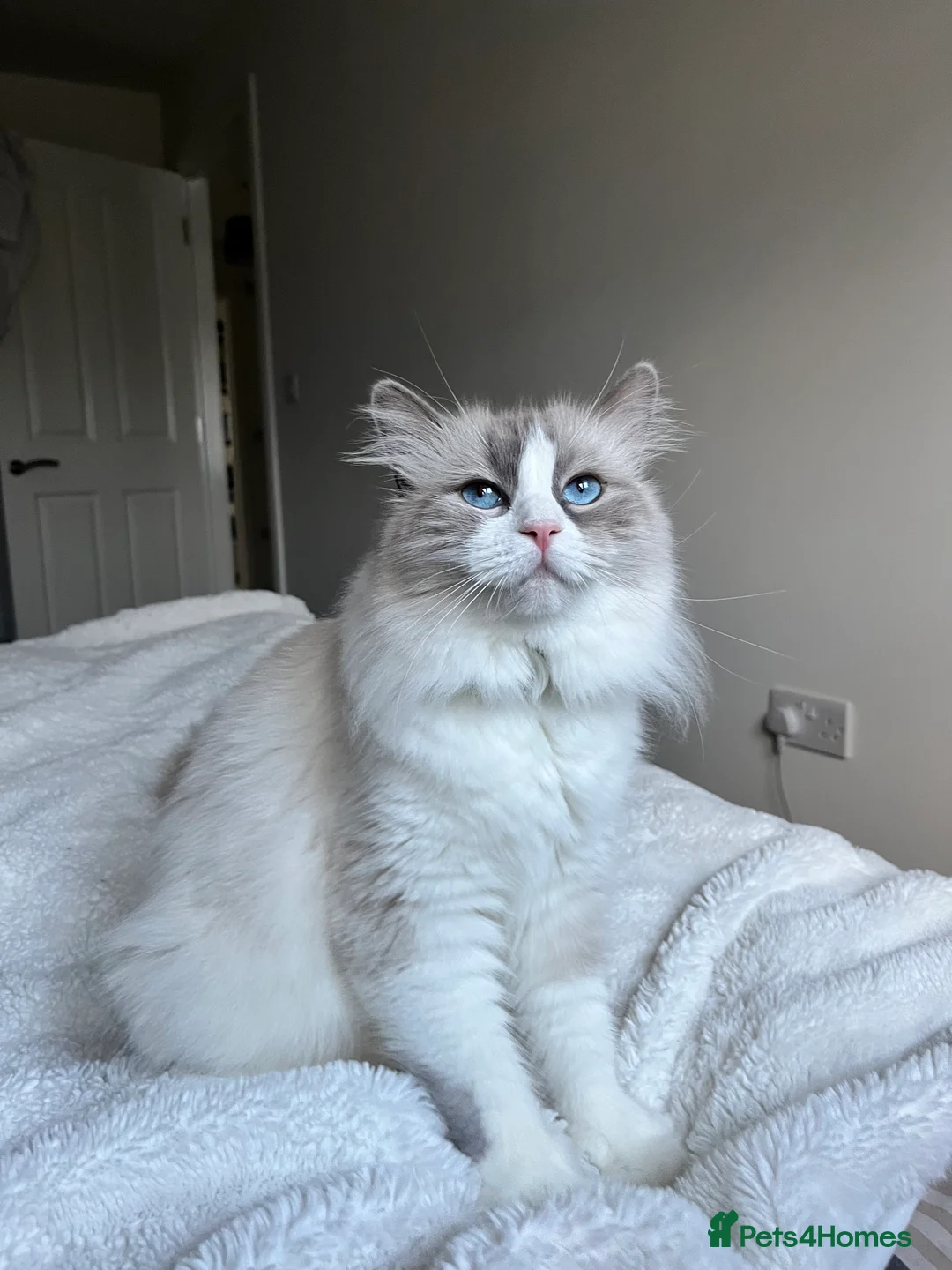 Mixed Breed cats for sale: Ragdoll x Mainecoon Kittens  in Sandown - Advert 1