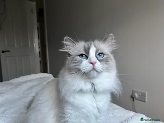 Mixed Breed cats Ragdoll x Mainecoon - Advert 1