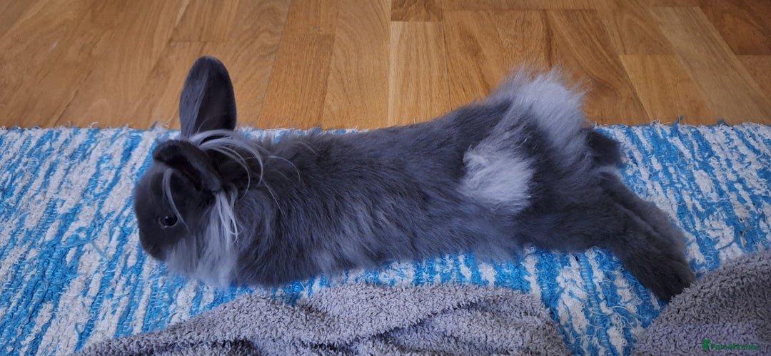 Mixed Breed rabbits for sale: Netherland dwarf and lionhead mix bunny - Advert 8