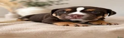 Olde English Bulldogge dogs for sale: QUALITY BRED OLDE ENGLISH BULLDOGGE - Advert 6