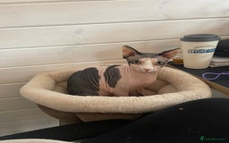 Sphynx cats for sale: 7 year old sphynx female to be rehomed - Image 7
