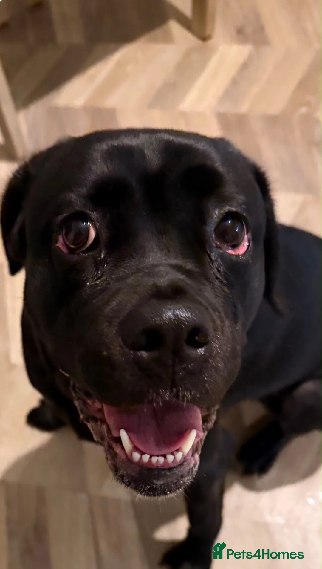 Mixed Breed dogs for adoption: ❤️🐶 JADA – A GIRL WITH THE SOFTEST HEART - Advert 2